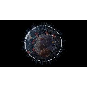 3D Human Cell